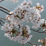 桜花（さくら）