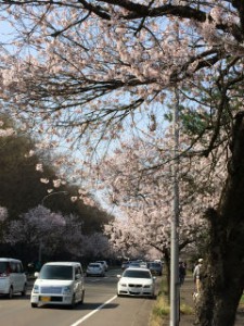 仙台　桜　泉