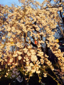 仙台　桜　榴ヶ岡