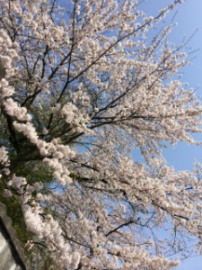 仙台　桜　青葉区