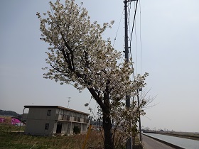 4.11東名駅桜280px