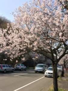 仙台　桜　泉