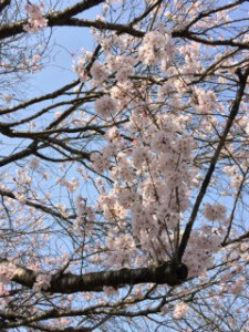 仙台　桜　泉