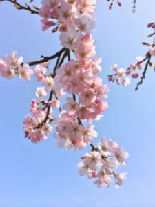 仙台　桜　泉