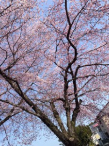仙台　桜　青葉区