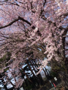 仙台　桜　青葉区