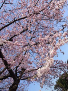 仙台　桜　青葉区