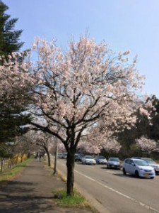 仙台　桜　泉