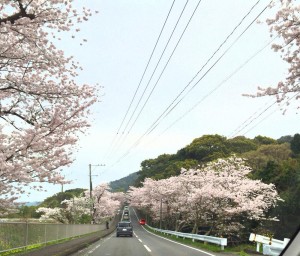 桜坂（長崎県