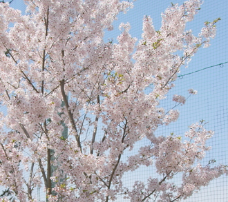 結弦桜２