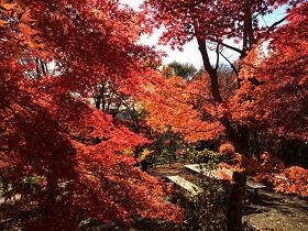 八戸市民の森・もみじ園2