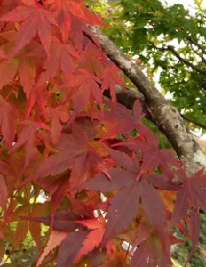 復興　宮城　紅葉