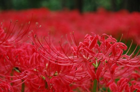 曼珠沙華その2
