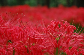 曼珠沙華その2