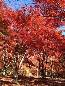 八戸市民の森・もみじ園