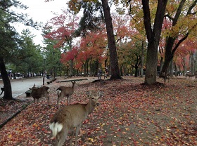 鹿と紅葉