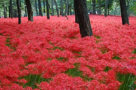 曼珠沙華その1