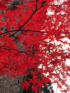 紅葉　定義