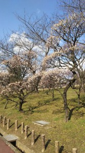 荒山公園の梅 (1)