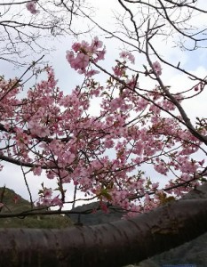 河津桜 (1)