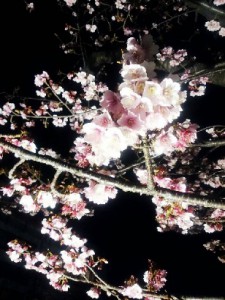 早咲き桜（あたみ桜） (1)