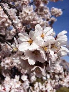 仙台　三神峯　桜