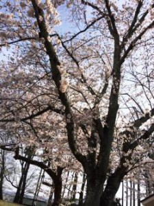 仙台　三神峯　桜