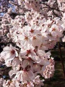 仙台　三神峯　桜