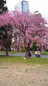 仙台　東北大学　桜