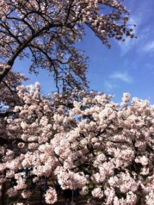 仙台　三神峯　桜