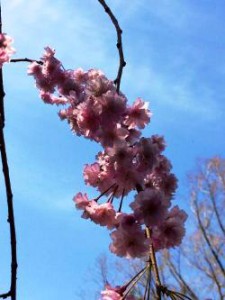 桜　日本　角館