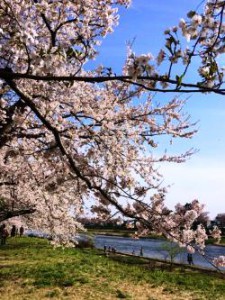 桜　日本　角館