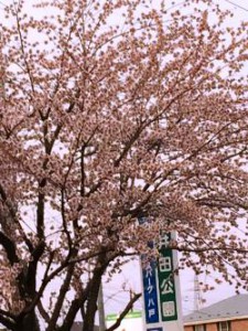 桜　日本　八戸