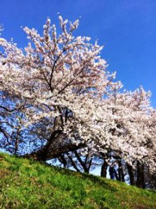 桜　日本　角館