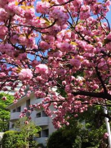 桜　日本