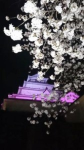 桜　日本　会津