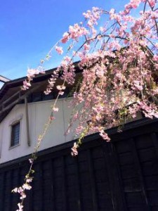 桜　日本　角館