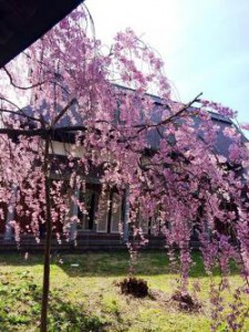 桜　日本　角館