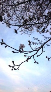 桜　日本　芦牧温泉