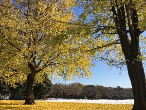 雪景色と金色のじゅうたん