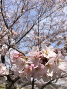 復興支援　桜　国際センター