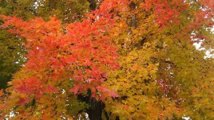 和歌山県九度山3