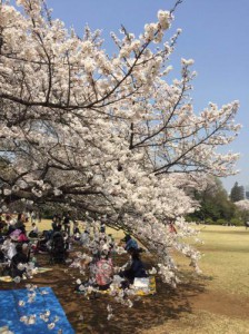 お花見ランチ-2