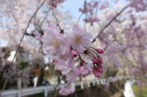 しだれ桜2