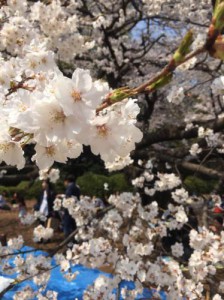 お花見ランチ