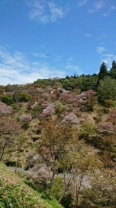 奈良吉野山