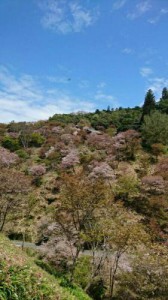 奈良吉野山