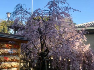 弓弦羽神社のしだれ桜