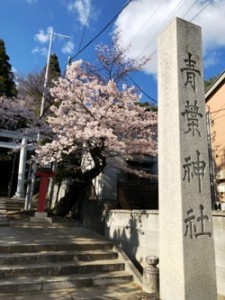桜　さくら　仙台　復興