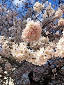 桜　さくら　仙台　復興